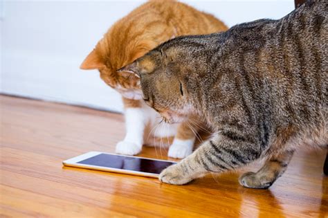 Two Cute Tabby Cats Playing A Game On A Tablet Stock Photo - Download