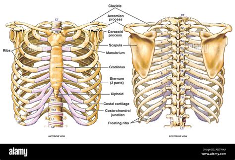 Thoracic Chest And Back Skeletal Skeleton Anatomy Featuring The Ribs