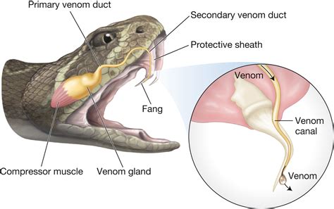 Snake Fangs And Venom Biology Forums Gallery