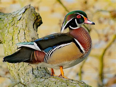 Couple mandarin duck sculpture fine handmade boxwood wood handicraft. Male Wood Duck | Encyclopedia of Alabama | Duck pictures, Duck