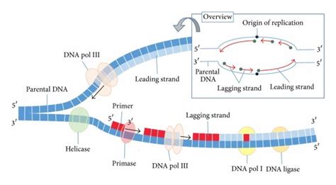 synthesis process in bacterial dna replication download scientific diagram