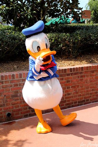 Donald Duck Disneylori Flickr