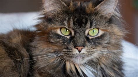 The Most Popular Cat Breeds In America The Dog People By