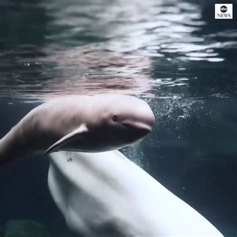 Baby Beluga Whale Born At Georgia Aquarium New Arrival One Week Old