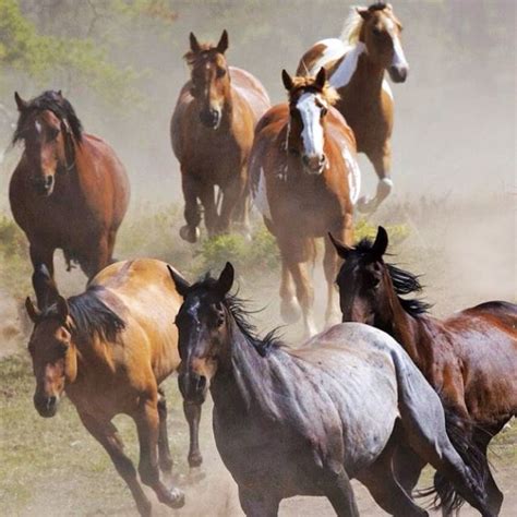 Group Of Horses Pretty Horses Horses Wild Horses Running