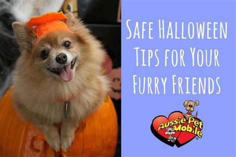 Aussie pet mobile is a quality pet grooming service that offers an exceptional full service grooming experience for your pets in a stress free environment in full comfort and safety right in your driveway. Safe Halloween Tips for Your Furry Friends | Aussie Pet ...