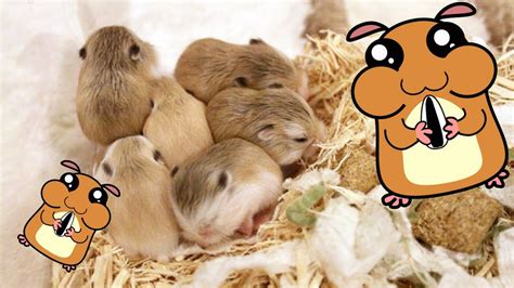 Cute Roborovski Hamsters Petco Youtube