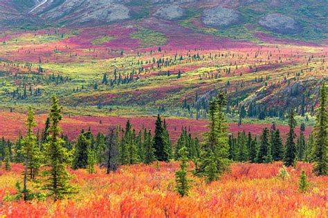 Autumn Tundra Photograph By Patrick Endres Fine Art America