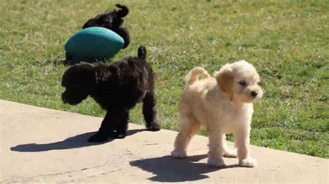 miniature whoodle puppies  sale youtube