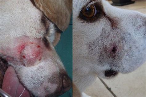 Like us, dogs can get sunburned. Blushwood Berries Grow In Only One Place In The World And ...