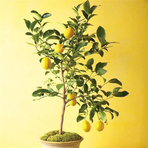 Grow Citrus Indoors Step By Step Diy Craft How Tos And