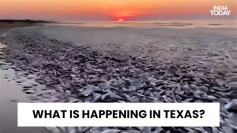 Thousands Of Dead Fish Wash Up On Texas Beach Due To Lack Of Oxygen