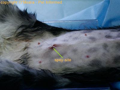 Cat spay or neuter is $60, which includes spay/neuter, mandatory microchip and pain medication. Spaying Procedure - A pictorial guide to cat spaying surgery.