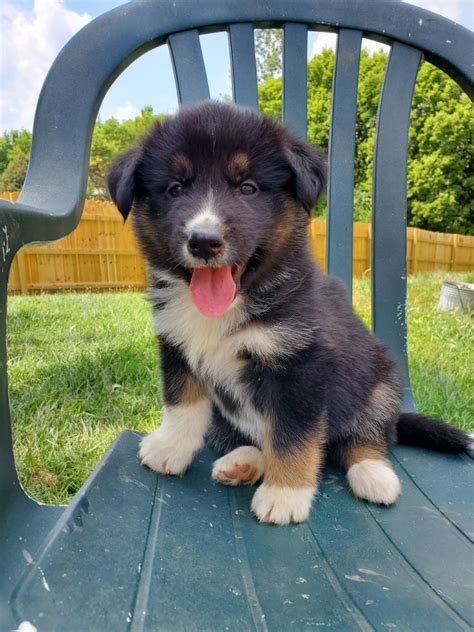 Start searching today and find the right puppy for you. German Shepherd Puppies For Sale | Columbus, OH #303806