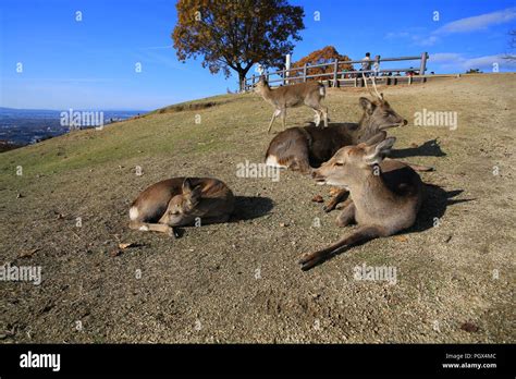 Japanese Sika Deer In Nara Mount Wakakusa Stock Photo Alamy