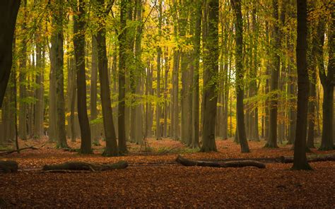 Download Wallpaper 3840x2400 Trees Forest Leaves Logs Autumn 4k