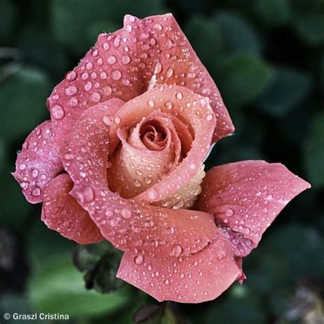 Pink Rose With Dew Drops Rose Flower Wallpaper Floribunda Roses