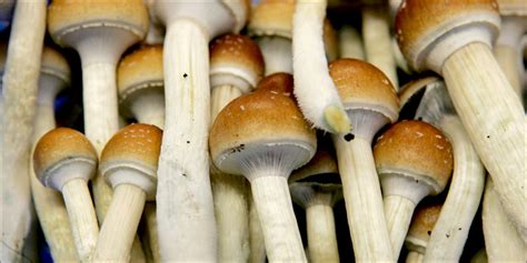 Turns Out Magic Mushrooms Can Heal Depression And Anxiety Herb