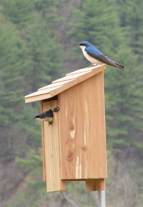 Our Barn Swallow Friends A Bluebird Nest Box The Tenants Arrive