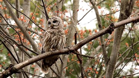 Barred Owl Calls To Mate Amazing Vocals I Shot This Footage In