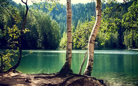 Lake Forests Birch Trees Rare Gallery HD Wallpapers
