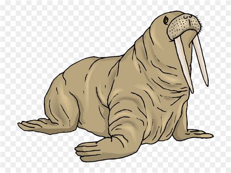 Walrus Clip Art 10 Free Cliparts Download Images On Clipground 2024