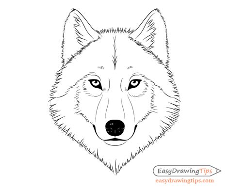 How To Draw A Wolf Face And Head Step By Step Easydrawingtips