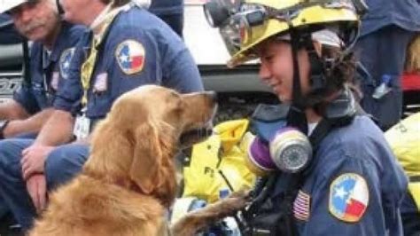 The Last Living Search Dog Deployed After 911 Attacks Has Died