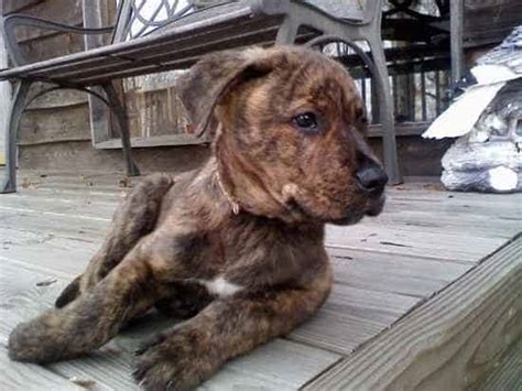 While both the pitbull and the rottweiler might have a scary reputation, this mixed breed dog is as sweet as can be when it comes down to it. Pitweiler, American Pit Bull Terrier and Rottweiler Mix - SpockTheDog.com