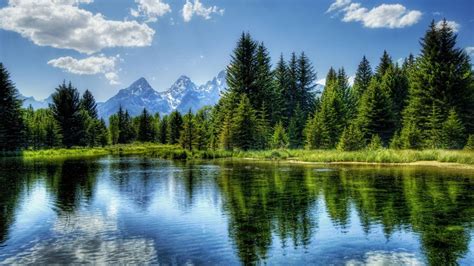 Evergreen Forest Wallpapers Top Free Evergreen Forest Backgrounds