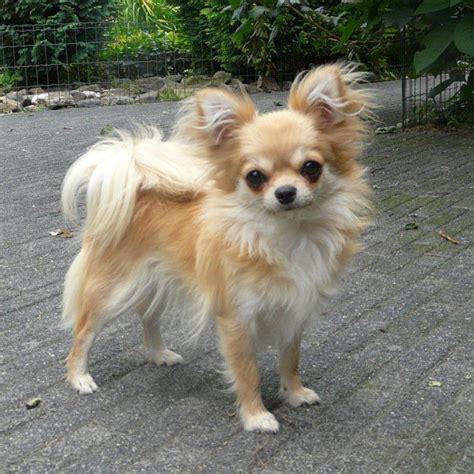 Long Haired Apple Head Chihuahua Puppy Pets Lovers