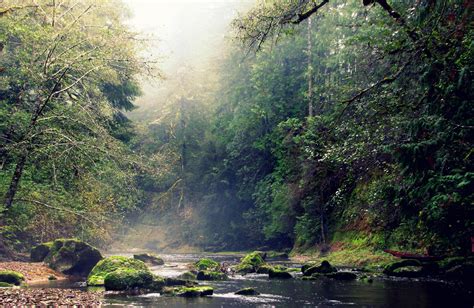 Oregon Moves On Plan To Repurpose The Elliott State Forest For Research - OPB