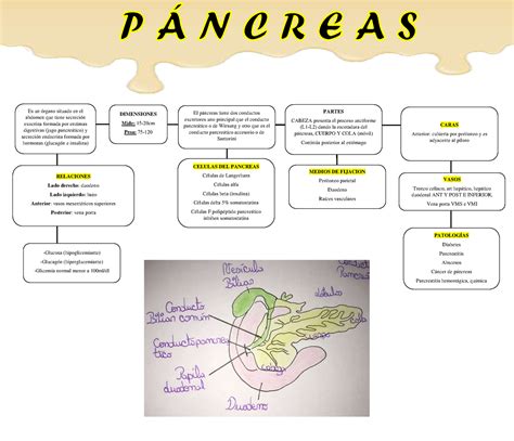 Pancreas Mapa Conceptual Es Un Rgano Situado En El Abdomen Que Tiene
