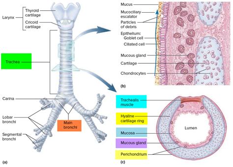 Diagram Diagram Of Oesophagus And Trachea Mydiagramonline