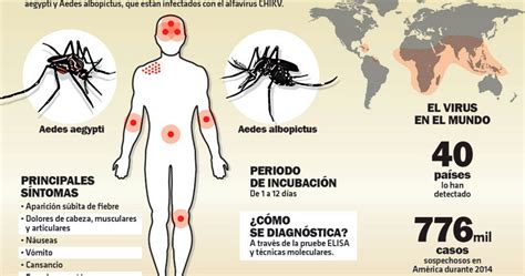 Manuel Weber Chikungunya Es Un Virus No Un Mosquito Para Los