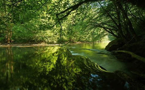 Wallpaper Sunlight Trees Landscape Lake Nature Reflection