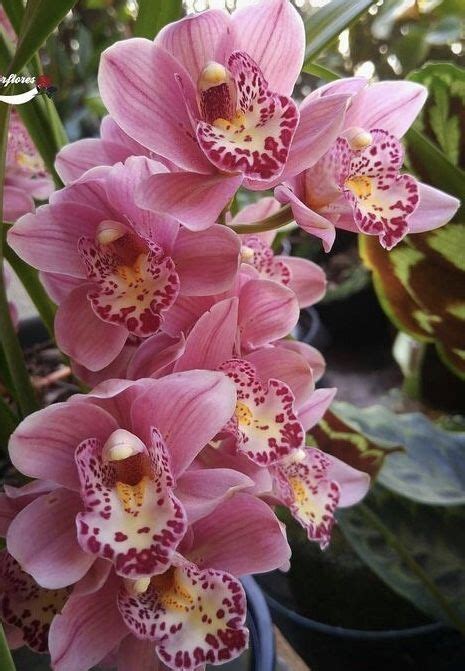 Bulk buy black orchid flower online from chinese suppliers on dhgate.com. Cymbidium Floribundum For Sale | Orchid Flowers