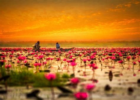 ピンクの睡蓮の海♩タイ・ノンハン湖の タレーブアデーン 行き方から魅力まで徹底解説 タビナカマガジン タイ旅行 風景 睡蓮