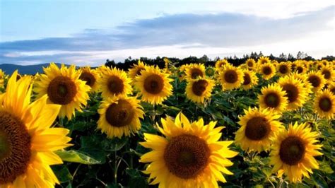 Mirasol Sunflower Youtube