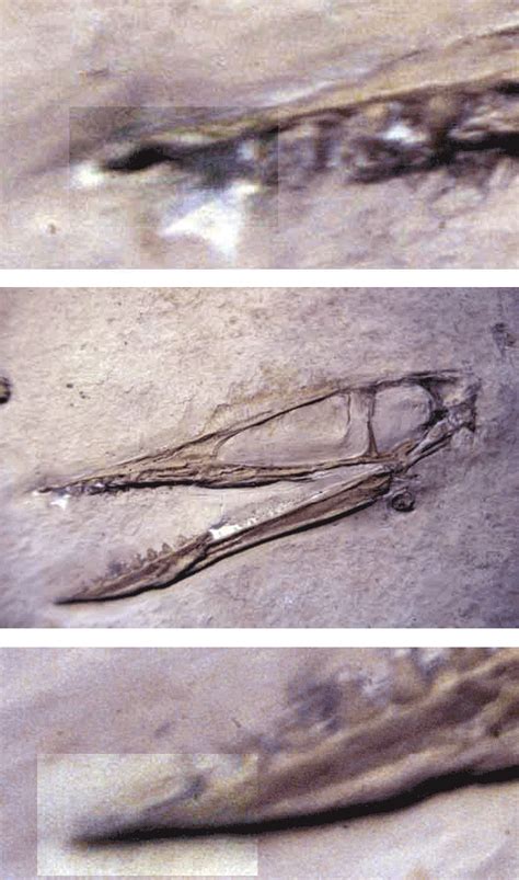 The Origin Of The Spike Tooth In Spike Tooth Pterosaurs The Pterosaur Heresies