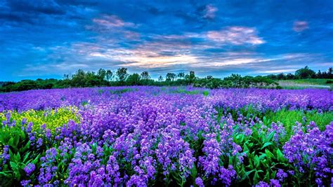 Download Sky Purple Flower Nature Field Hd Wallpaper