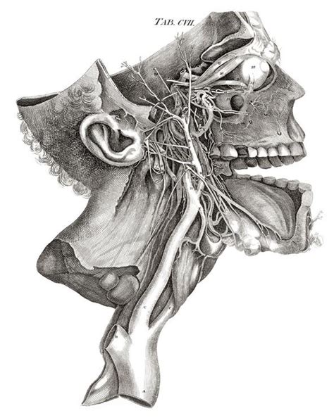 The human body normally has two kidneys. Dissecting a Human Head Through Anatomical Illustrations ...