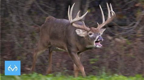 Giant Illinois Buck In Rut Hunt With Gregg Ritz Monster Bucks