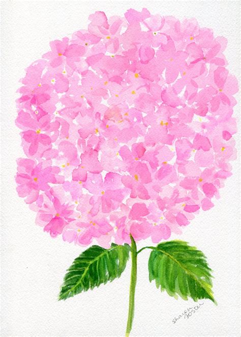 Painting Hydrangea Pink Floral Artwork Pink Hydrangeas Watercolors