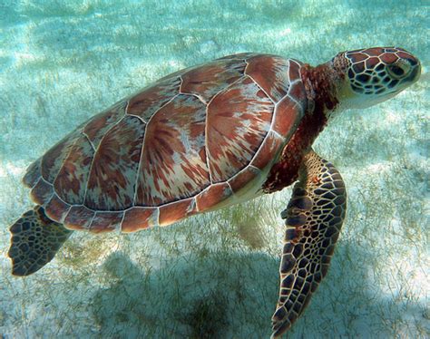 Belize Ocean Wildlife — See Turtles