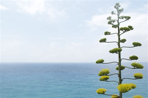 Free Images Sea Tree Water Nature Outdoor Ocean Horizon Growth
