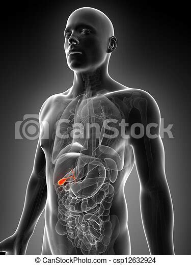 Highlighted Male Gallbladder 3d Rendered Illustration Of The Male