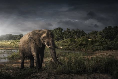 Elephant After A Rain Storm South Africa By Robert Postma Photo