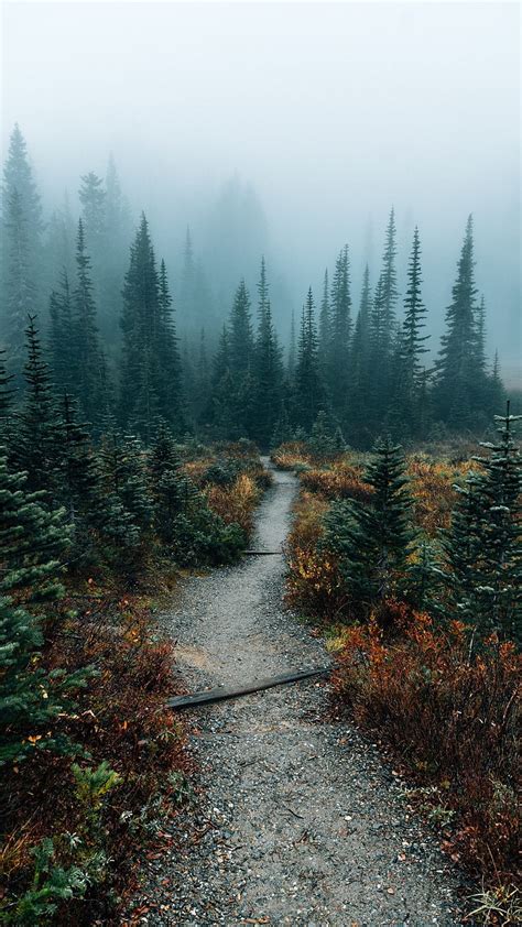 Nature Flowers Fog Foggy Forest Road Trees Hd Phone Wallpaper
