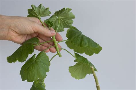 How To Propagate Geraniums From Stem Cuttings Gardeners Path
